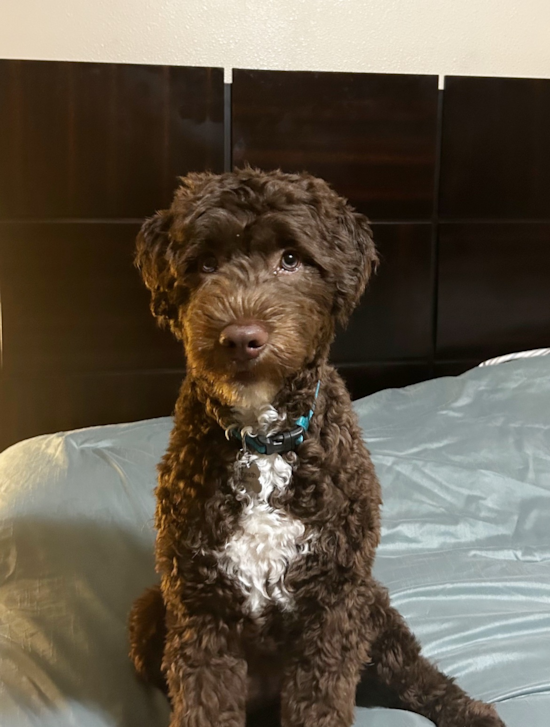 Portuguese Water Dog