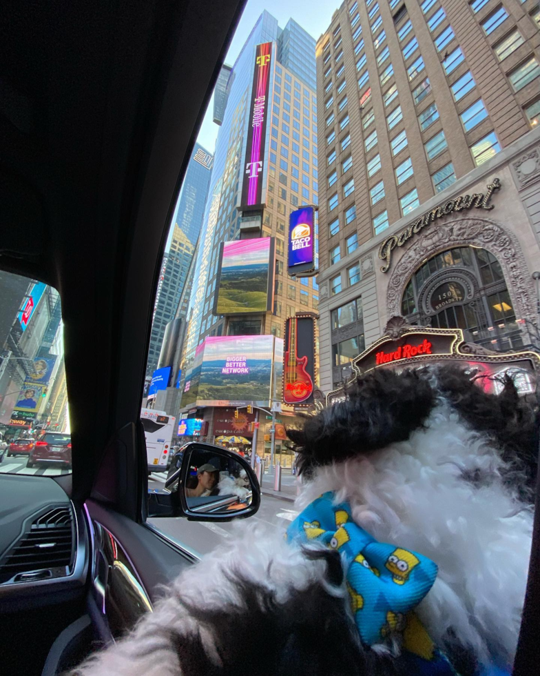 Fluffy Havanese Pup in New York NY