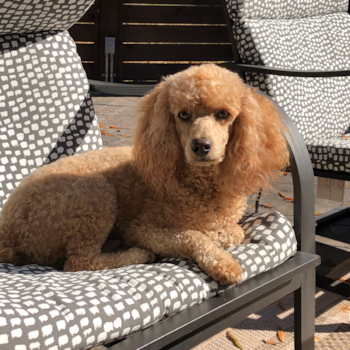 Leo, a Poodle puppy from Rome, Ga Leo, a Poodle puppy from Rome, Ga