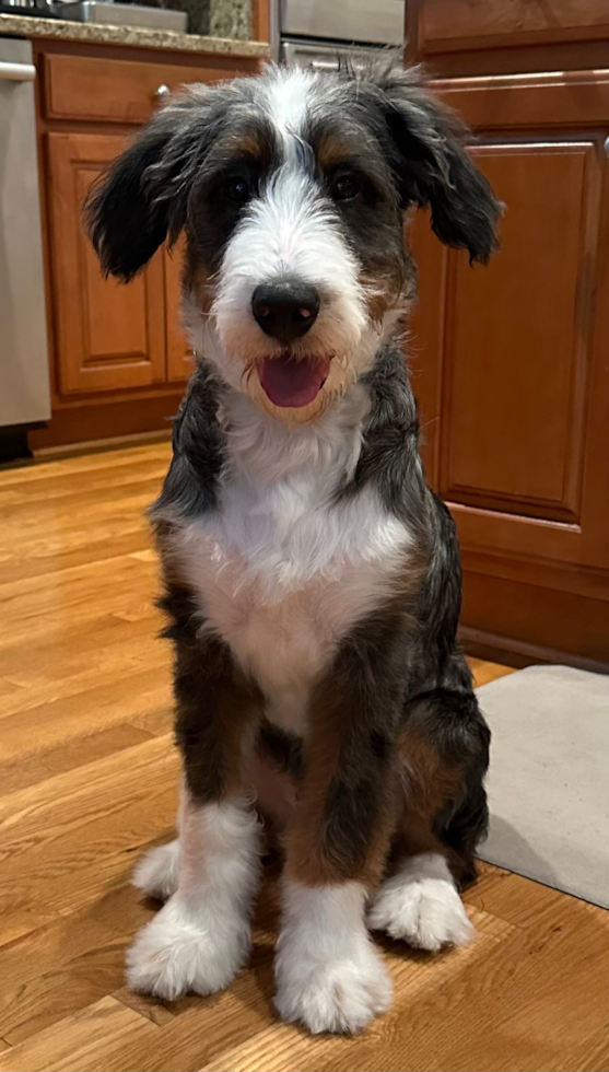 Happy Mini Bernedoodle Pup in