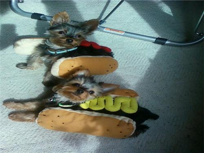 boomie and puppy wuppy - Yorkshire Terrier Puppy For Sale Premier Pups boomie and puppy wuppy - Yorkshire Terrier Puppy For Sale Premier Pups