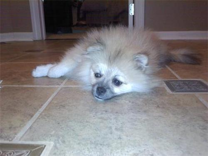 "Sadie" aka teacup Kristy - Pomeranian Puppy For Sale Premier Pups "Sadie" aka teacup Kristy - Pomeranian Puppy For Sale Premier Pups