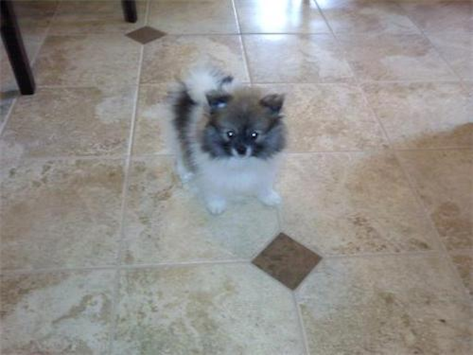 Kobe - Pomeranian Puppy For Sale Premier Pups Kobe - Pomeranian Puppy For Sale Premier Pups