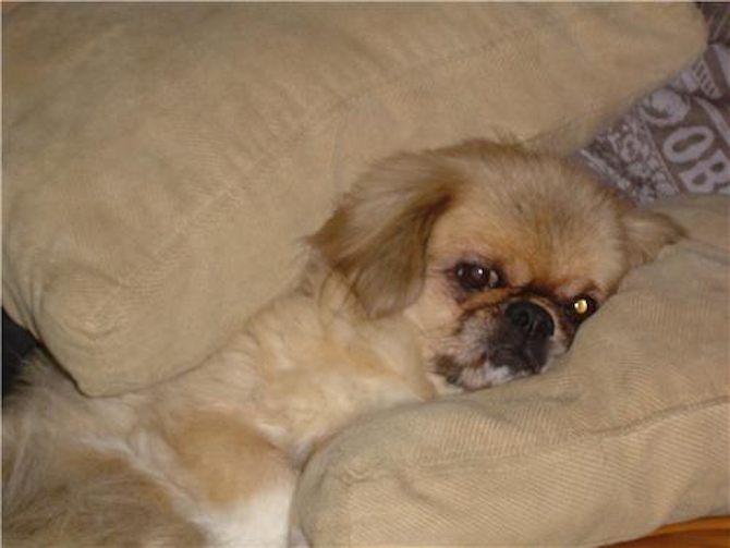 Bailey - Pekingese Puppy For Sale Premier Pups Bailey - Pekingese Puppy For Sale Premier Pups