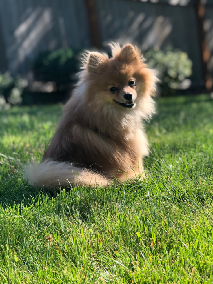 Smart Pomeranian Pup in Tigard OR