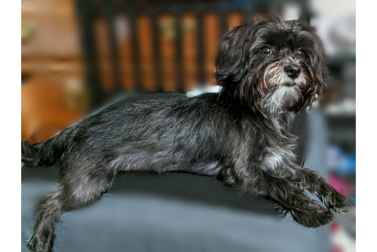 Meet Della - our Morkie Puppy Photo 1/3 - Premier Pups