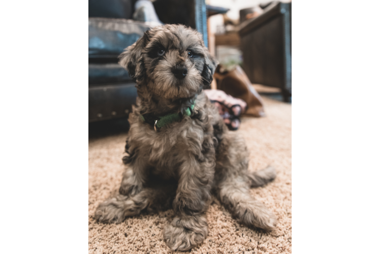Playful Portuguese Water Dog Poodle Mix Puppy