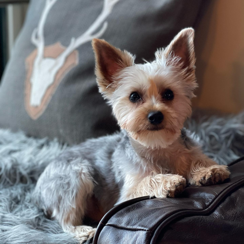 Coventry Yorkshire Terrier Pup