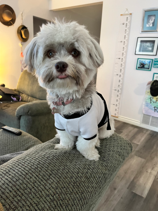 Little Havanese Pup