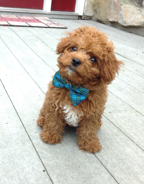 Edinboro Cavapoo Pup