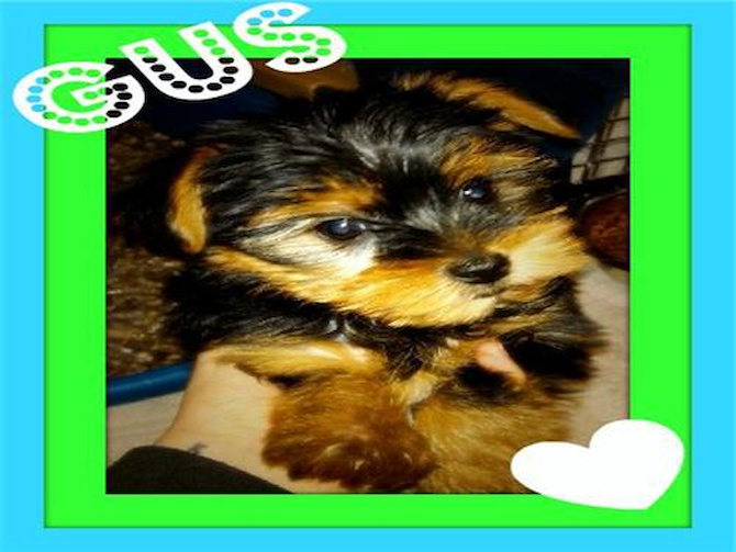 Gus previously Tiny Tim - Yorkshire Terrier Puppy For Sale Premier Pups Gus previously Tiny Tim - Yorkshire Terrier Puppy For Sale Premier Pups
