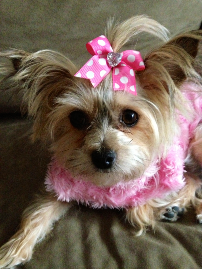 Lily - Morkie Puppy For Sale Premier Pups Lily - Morkie Puppy For Sale Premier Pups