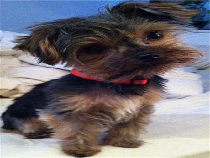 Chewy - Yorkshire Terrier Puppy For Sale Premier Pups Chewy - Yorkshire Terrier Puppy For Sale Premier Pups