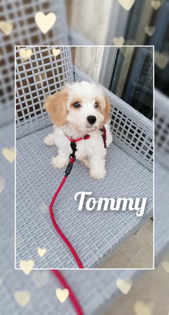 Tommy  - Cavachon Puppy For Sale - Premier Pups