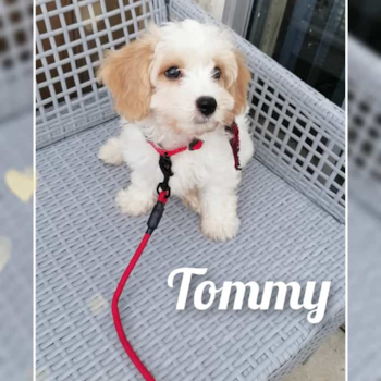 Tommy , a Cavachon puppy from Louisville KY