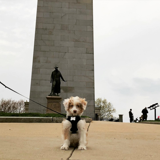 Charlestown Mini Aussiedoodle Pup