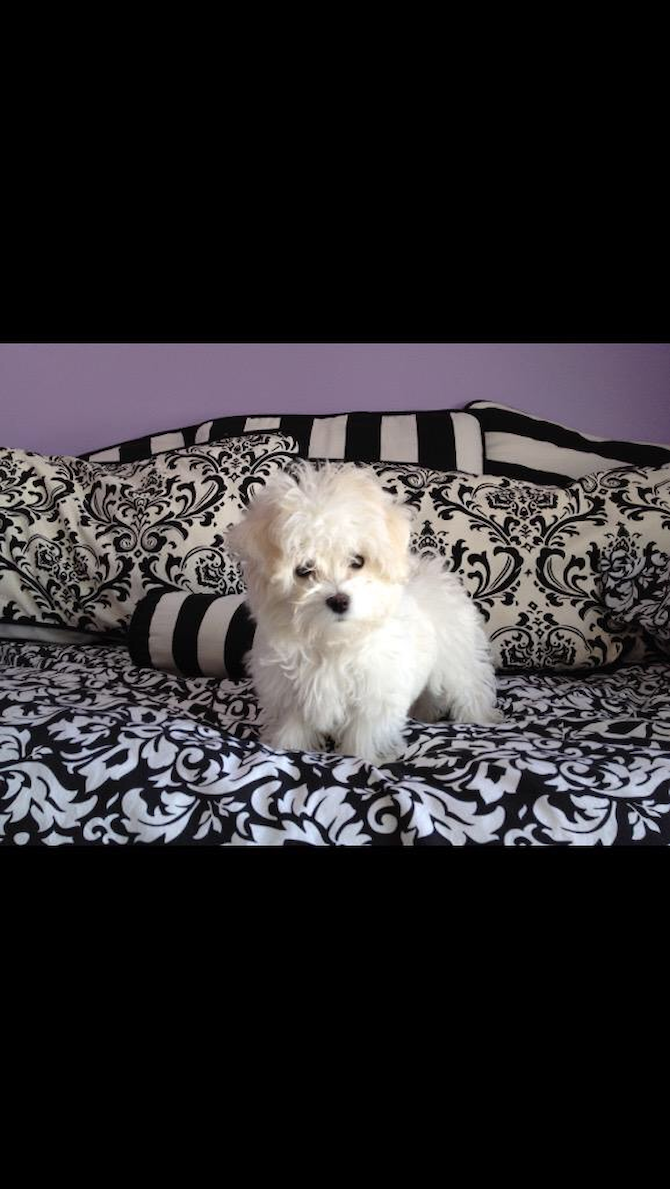 Tinley Martin ( formally Avery ) - Maltese Puppy For Sale Premier Pups Tinley Martin ( formally Avery ) - Maltese Puppy For Sale Premier Pups