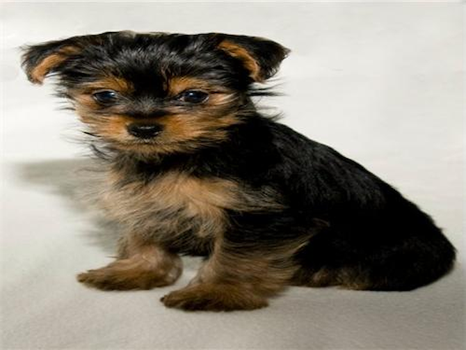 Steph - Yorkshire Terrier Puppy For Sale Premier Pups Steph - Yorkshire Terrier Puppy For Sale Premier Pups