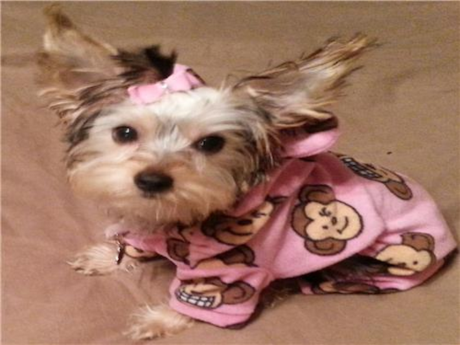 Sugar - Yorkshire Terrier Puppy For Sale Premier Pups Sugar - Yorkshire Terrier Puppy For Sale Premier Pups