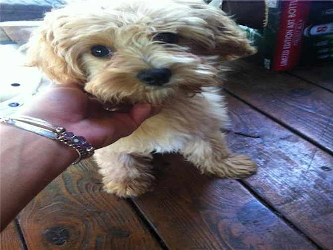 Duke (Charlie) - Cavapoo Puppy For Sale Premier Pups Duke (Charlie) - Cavapoo Puppy For Sale Premier Pups