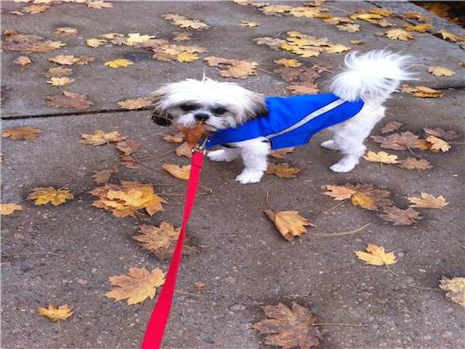 Mish Mish (formally Matthew) - Shih Tzu Puppy For Sale Premier Pups Mish Mish (formally Matthew) - Shih Tzu Puppy For Sale Premier Pups