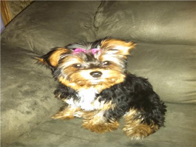 Bella - Yorkshire Terrier Puppy For Sale Premier Pups Bella - Yorkshire Terrier Puppy For Sale Premier Pups