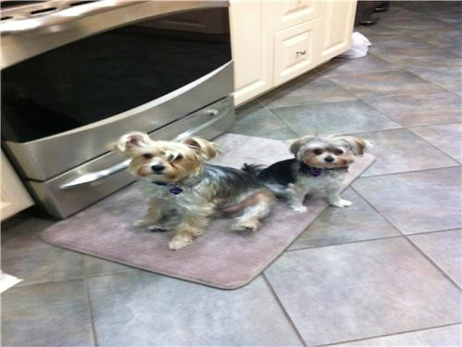 Sophie & Bella (Rihanna) - Morkie Puppy For Sale Premier Pups Sophie & Bella (Rihanna) - Morkie Puppy For Sale Premier Pups