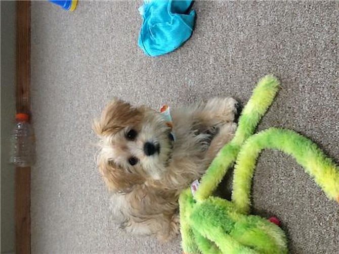 Snickers - Morkie Puppy For Sale Premier Pups Snickers - Morkie Puppy For Sale Premier Pups