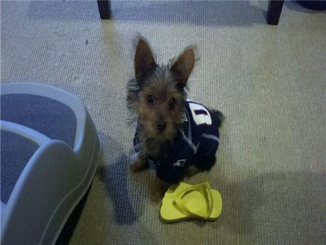 Clarke Cooke - Yorkshire Terrier Puppy For Sale Premier Pups Clarke Cooke - Yorkshire Terrier Puppy For Sale Premier Pups