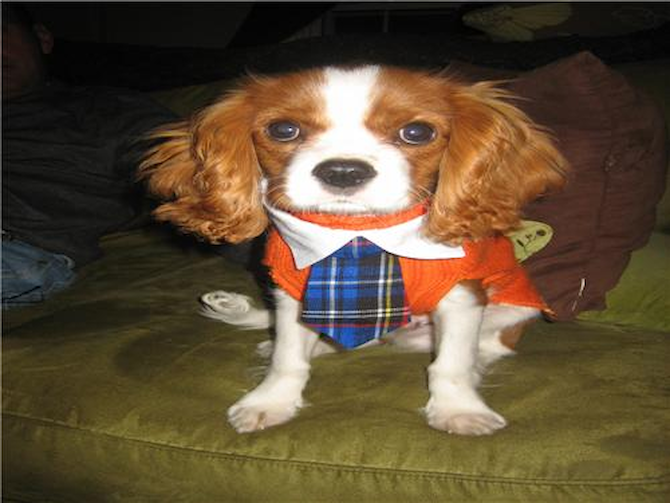 Charles Worthington - Cavalier King Charles Spaniel Puppy For Sale Premier Pups Charles Worthington - Cavalier King Charles Spaniel Puppy For Sale Premier Pups