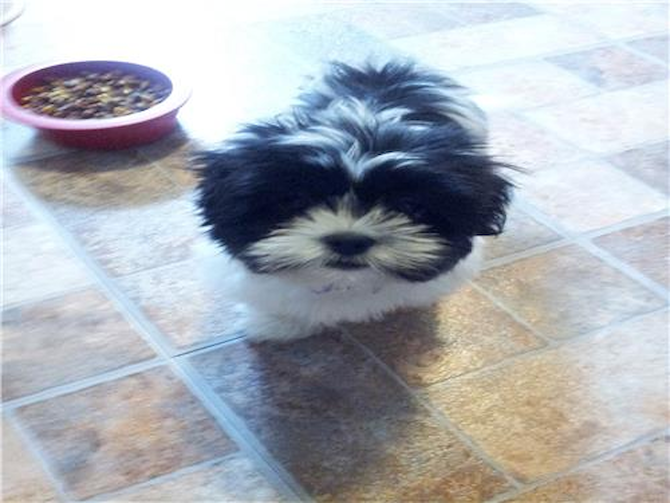 Oreo (formerly Mason) - Teddy Bear Puppy For Sale Premier Pups Oreo (formerly Mason) - Teddy Bear Puppy For Sale Premier Pups