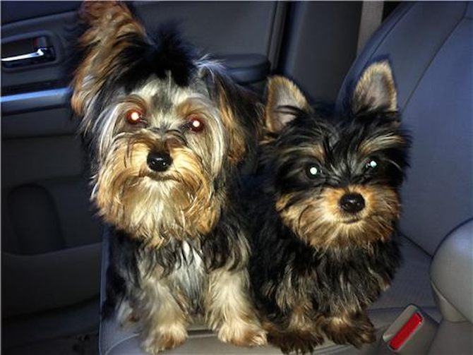 ANNEBELLE AND PEBBLES - Yorkshire Terrier Puppy For Sale Premier Pups ANNEBELLE AND PEBBLES - Yorkshire Terrier Puppy For Sale Premier Pups