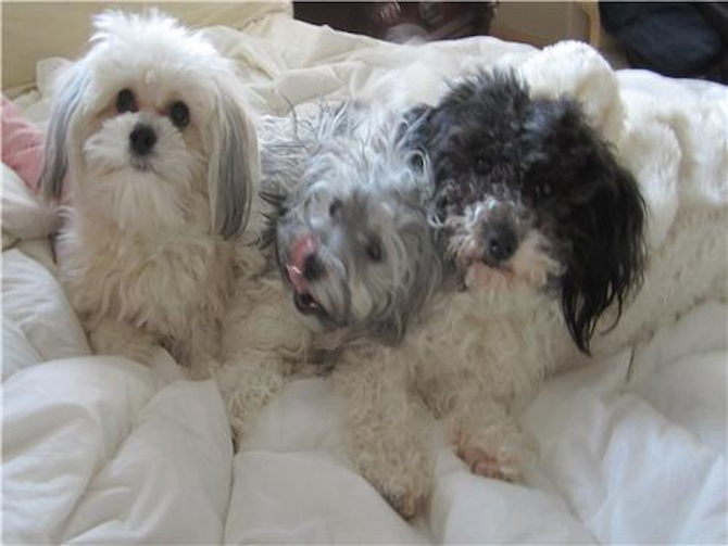 Sugar, Katie, Smoky - Havanese Puppy For Sale Premier Pups Sugar, Katie, Smoky - Havanese Puppy For Sale Premier Pups