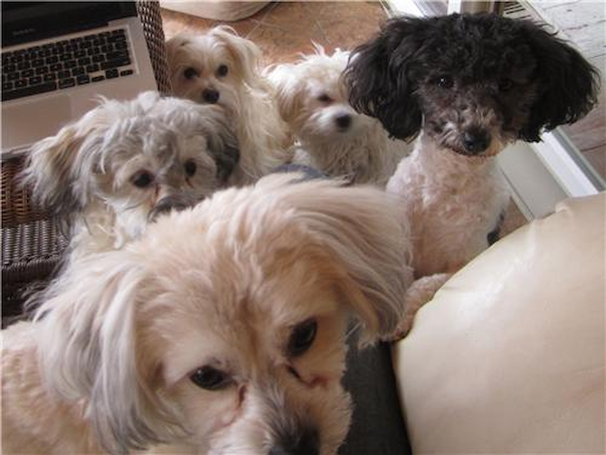 Sugar, Katie, Smoky, Charlie - Havanese Puppy For Sale Premier Pups Sugar, Katie, Smoky, Charlie - Havanese Puppy For Sale Premier Pups