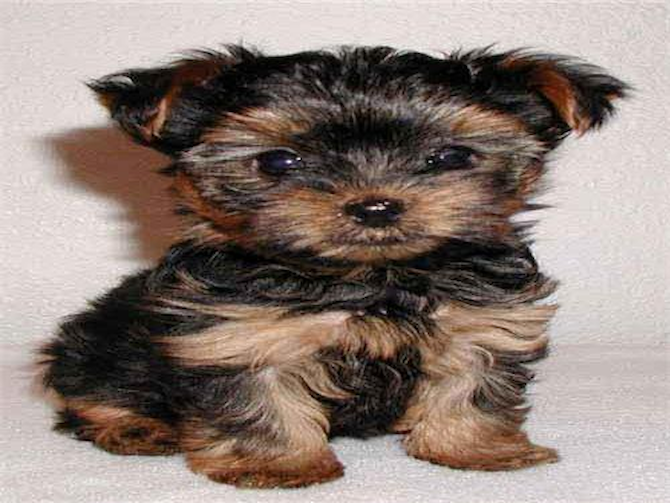 Tickles - Yorkshire Terrier Puppy For Sale Premier Pups Tickles - Yorkshire Terrier Puppy For Sale Premier Pups