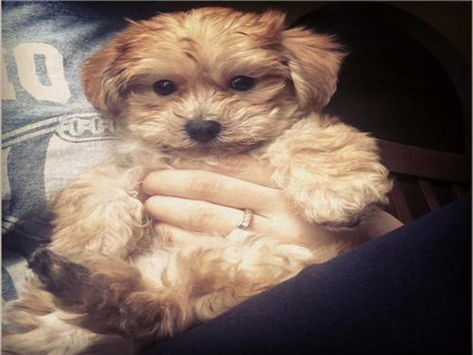 Teddy - Morkie Puppy For Sale Premier Pups Teddy - Morkie Puppy For Sale Premier Pups