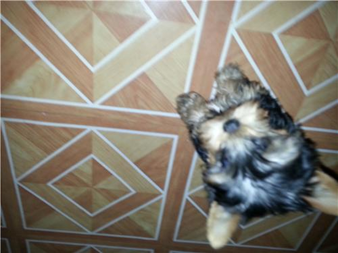 Grace - Yorkshire Terrier Puppy For Sale Premier Pups Grace - Yorkshire Terrier Puppy For Sale Premier Pups