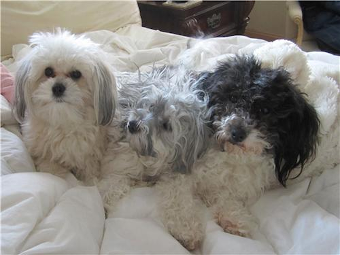 Sugar, Katie, Smoky - Havanese Puppy For Sale Premier Pups Sugar, Katie, Smoky - Havanese Puppy For Sale Premier Pups