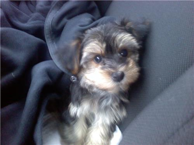 Ruger AKA Booger (formerly Samson) - Morkie Puppy For Sale Premier Pups Ruger AKA Booger (formerly Samson) - Morkie Puppy For Sale Premier Pups