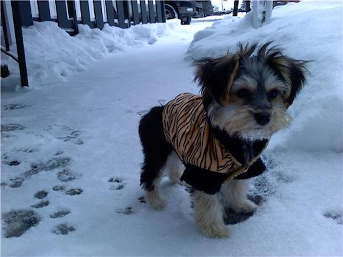 Ruger AKA Booger (formerly Samson) - Morkie Puppy For Sale Premier Pups Ruger AKA Booger (formerly Samson) - Morkie Puppy For Sale Premier Pups