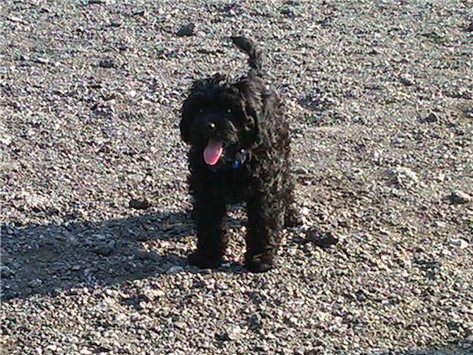 Cooper - Cavapoo Puppy For Sale Premier Pups Cooper - Cavapoo Puppy For Sale Premier Pups