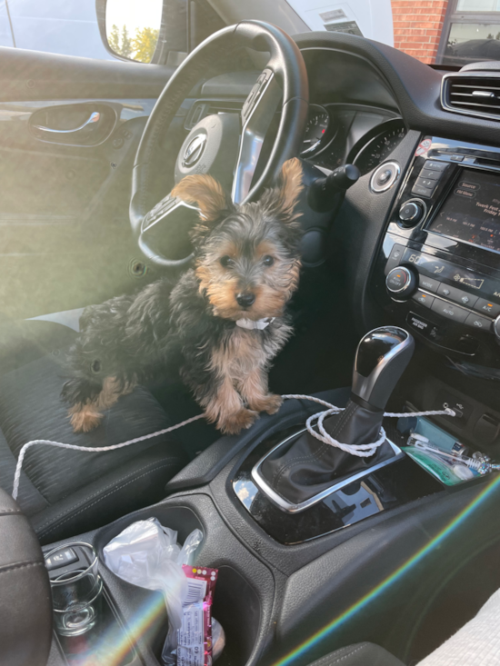 Yorkshire Terrier Being Cute