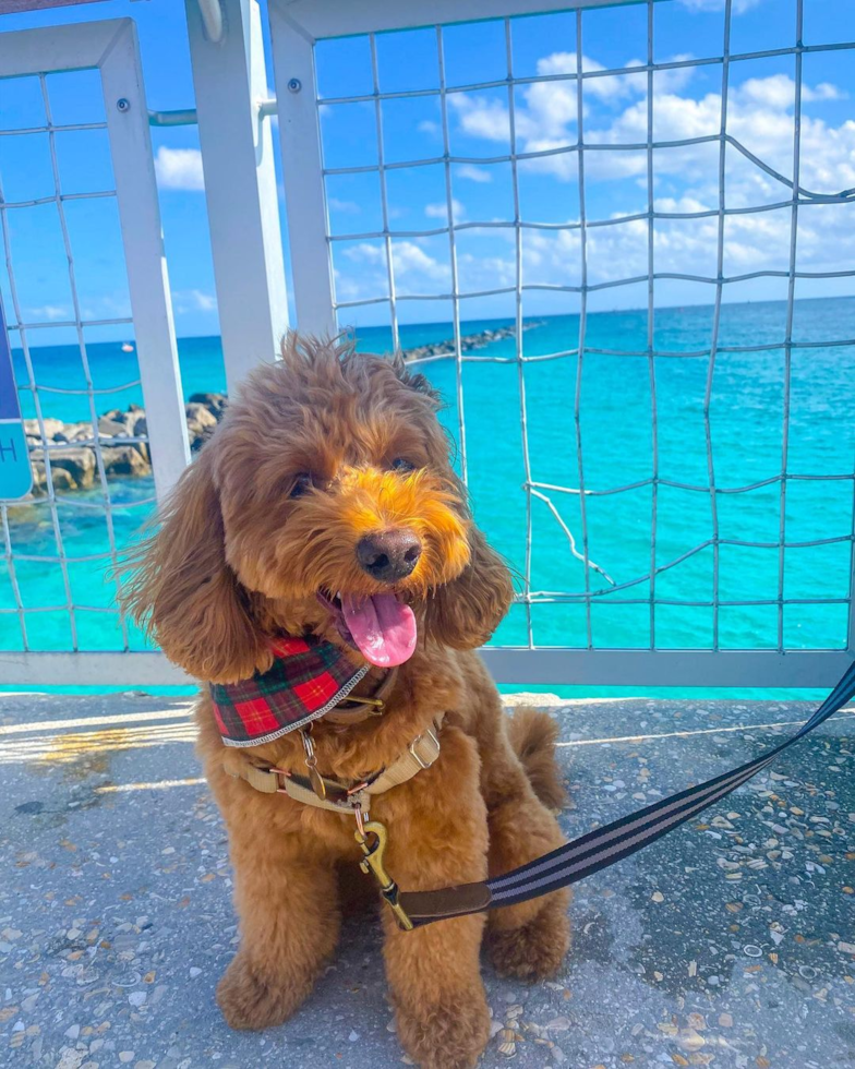 Miami Beach Mini Goldendoodle Pup