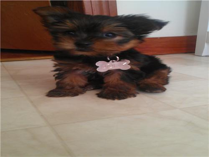 Joey - Aberdeen Terrier Puppy For Sale Premier Pups Joey - Aberdeen Terrier Puppy For Sale Premier Pups