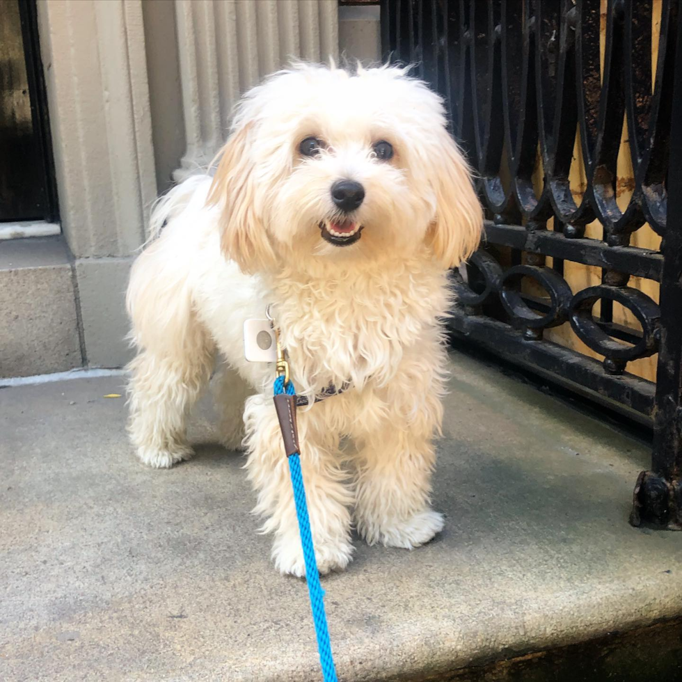 Cute Maltipoo Pup in New York NY
