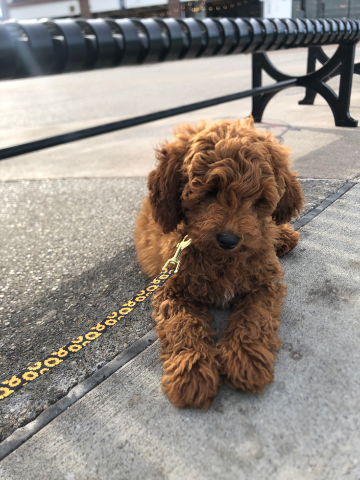 Tacoma Mini Goldendoodle Pup