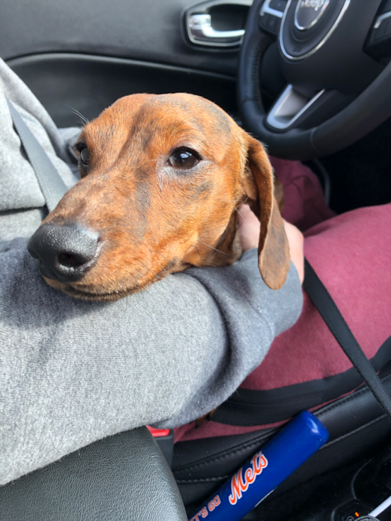 Dachshund