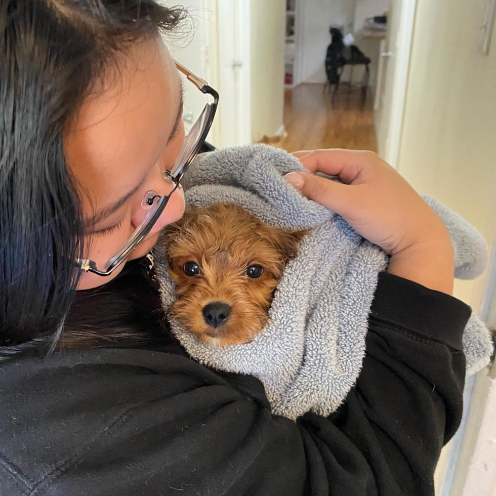 Smart Cavapoo Poodle Mix Pup