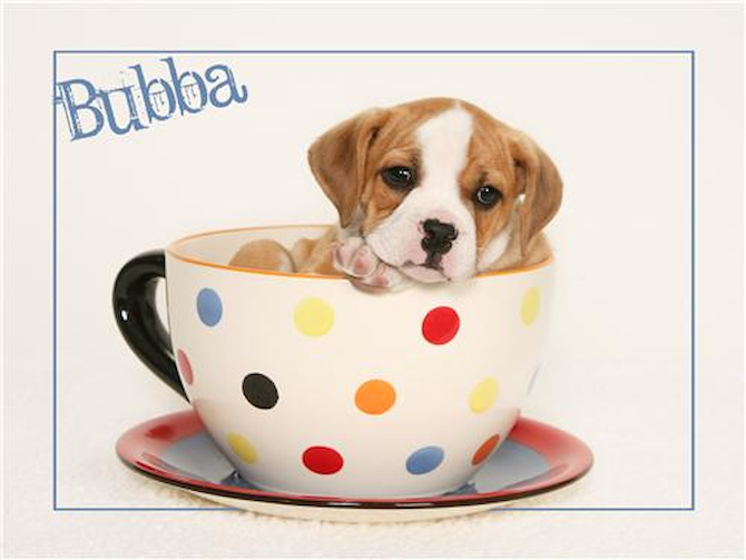 Bubba - English Bulldog Puppy For Sale Premier Pups Bubba - English Bulldog Puppy For Sale Premier Pups