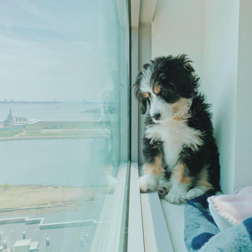 Friendly Mini Bernedoodle Pup in Jersey City NJ